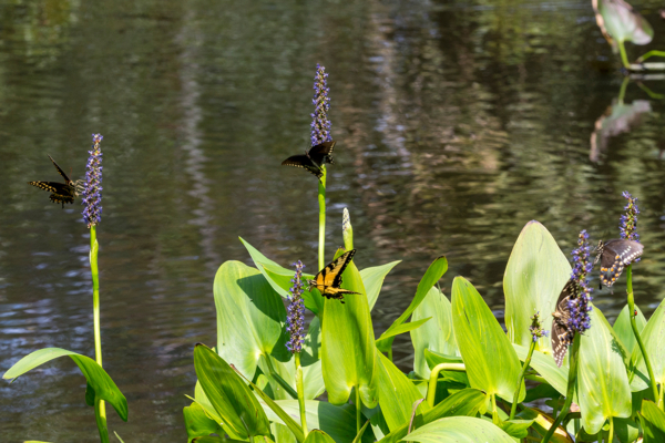 BigBendHickoryMn-2017_09_17 - Swallowtails (2)-Fullsized@0.33x