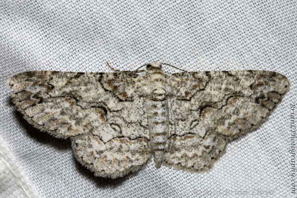 BkGdn_5116_Moths_2019_07_28 - Geometer, Large Purplish Gray (1)_2