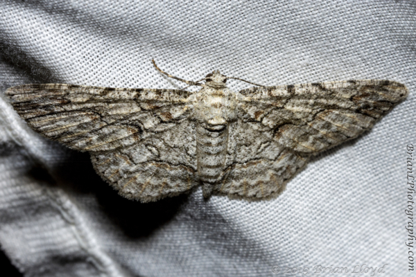 BkGdn_5116_Moths_2019_07_28 - Geometer, Large Purplish Gray (2)_2
