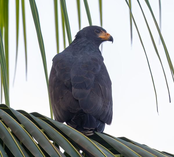 Black-Hawk, Common Aguila de Osa, CorcovadoNF 2025-03-10 -
