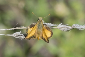 BlackCanyon_2015_07_13 - Skipper, Taxiles poss (4)