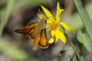 BlackCanyon_2015_07_13 - Skipper, Woodland (M) (1)