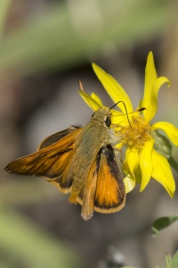 BlackCanyon_2015_07_13 - Skipper, Woodland (M) (3)