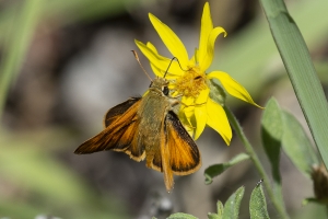 BlackCanyon_2015_07_13 - Woodland, Skipper (4)