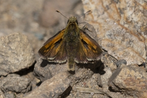BoreasPass_2015_07_14 - Unid Skipper #2 Peck's E-Shaw (1)