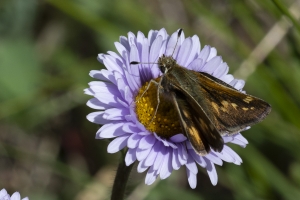 BoreasPass_2015_07_14 - skipper, Draco (2)