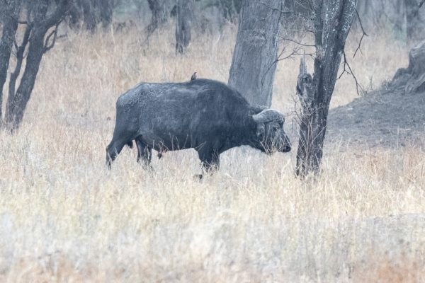 Buffalo, Cape D03 Tarangire NP 2023-10-08 420_