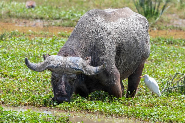 Buffalo, Cape D05 NgC 231010 113129 _02