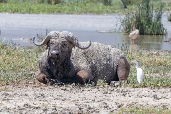 Buffalo, Cape D05 NgC 231010 140212