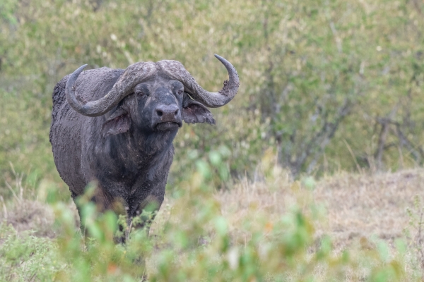 Buffalo, Cape D11 Serengeti N Nyikani 231016 133511_