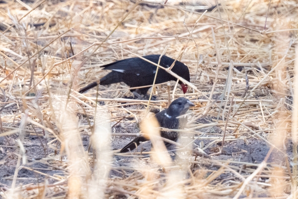 Buffalo-Weaver, Red-billed D03 Tarangire NP 2023-10-08 86