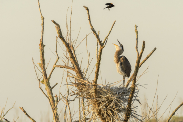 CFL-Apopka Wild Life Drive 2021-04-09 - Heron, Great Blue nesting shouting (2)