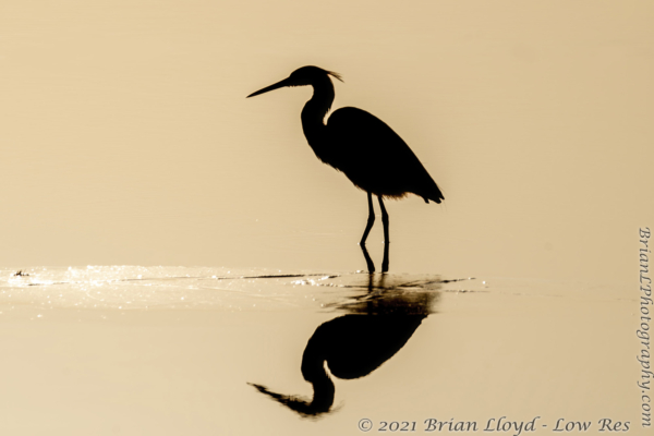 CFL-Merritt Island 2021-04-07 - Heron Silhouette