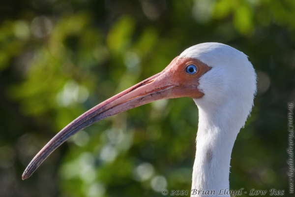 CFL-Merritt Island 2021-04-07 - Ibis, white