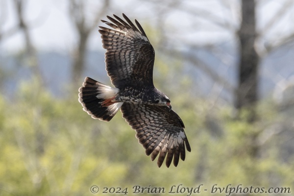 CFL_SweetwaterWetlandsPK_2019_04_26 - Kite, Snail -1693-Fullsized