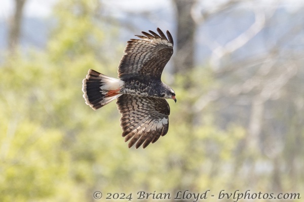 CFL_SweetwaterWetlandsPK_2019_04_26 - Kite, Snail -1695-Fullsized
