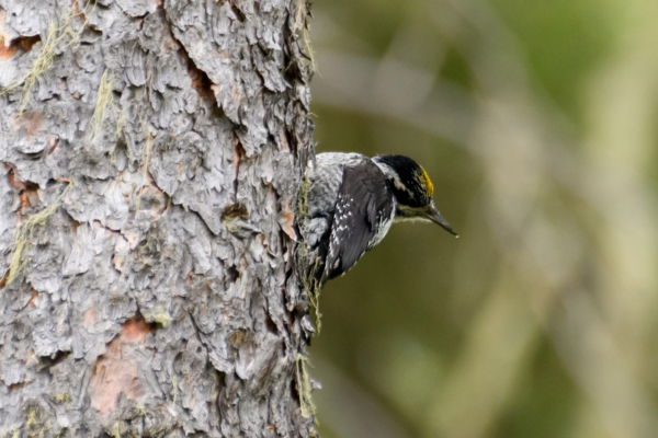 CO Day11 Gande Mesa 2021-06-21 - Woodpecker, American 3-toed (4)