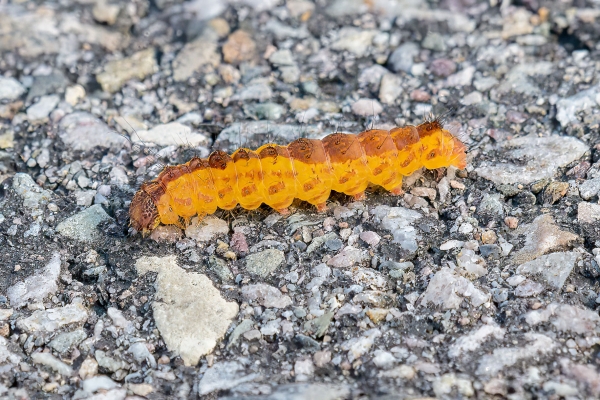 Cat #1 Day-10 Jasper Moab Lake 2022-09-24 189