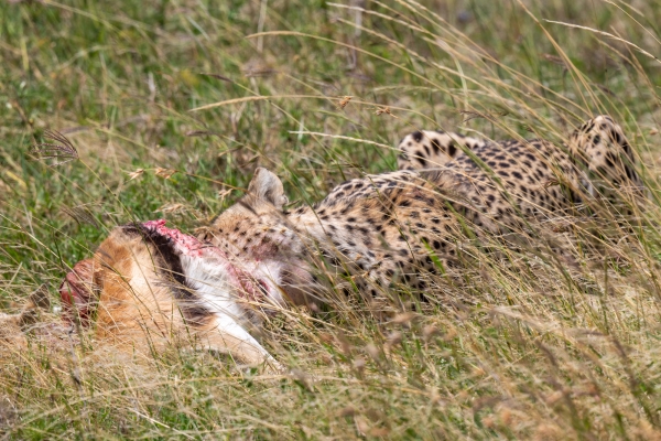 Cheetah with kill D06 NgC to Serengeti C 231011 131027_