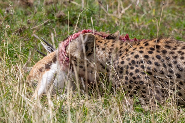 Cheetah with kill D06 NgC to Serengeti C 231011 131109 _01