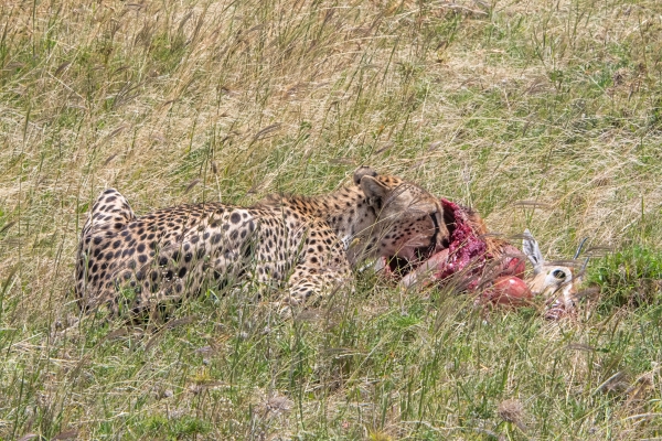 Cheetah with kill D06 NgC to Serengeti C 231011 131218_