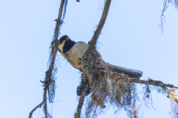 Chickadee, Black-capped Day-06 Clearwater Waterfalls 2022-09-20 81