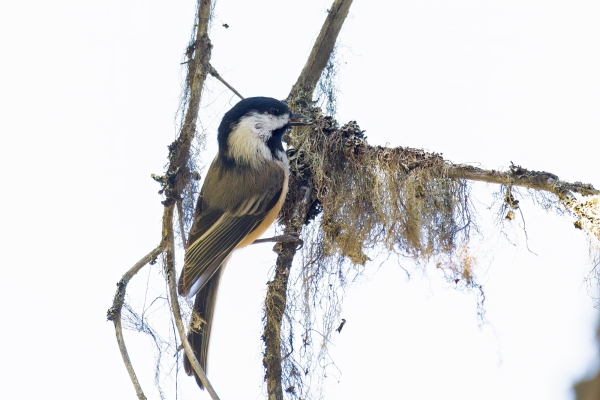 Chickadee, Black-capped Day-06 Clearwater Waterfalls 2022-09-20 87