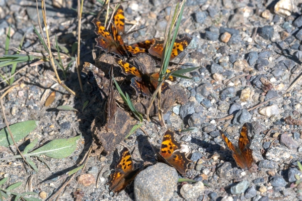 Comma, Green Day-06 Clearwater Waterfalls 2022-09-20 244