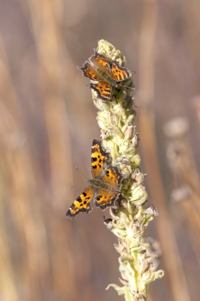 Comma, Green Day-06 Clearwater Waterfalls 2022-09-20 323