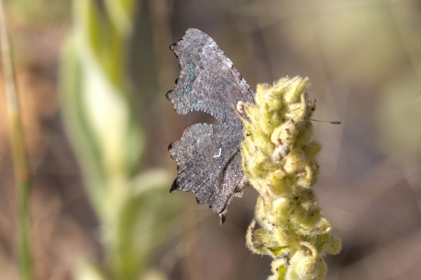 Comma, Green Day-06 Clearwater Waterfalls 2022-09-20 328