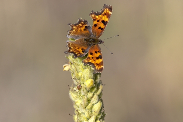 Comma, Green Day-06 Clearwater Waterfalls 2022-09-20 330