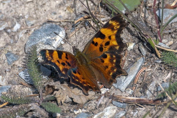 Comma, Green Day-11 Jasper - Banff 2022-09-25 95