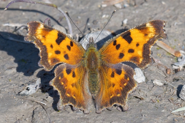 Comma, Green Day-12 Banff Louise Minnew 2022-09-26 156