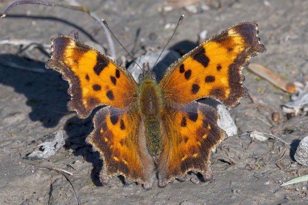 Comma, Green Day-12 Banff Louise Minnew 2022-09-26 163