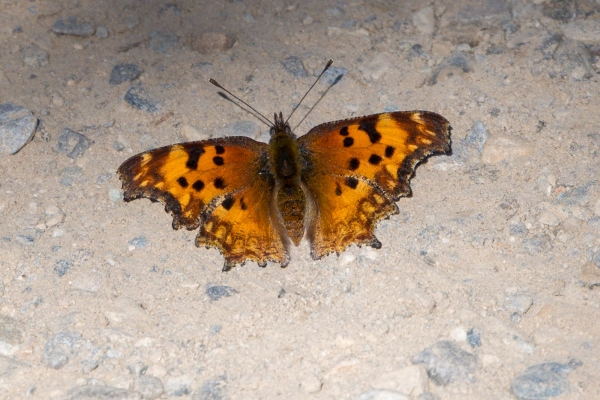 Comma, Green Day-15 Banff Marble Canyon 2022-09-28 26