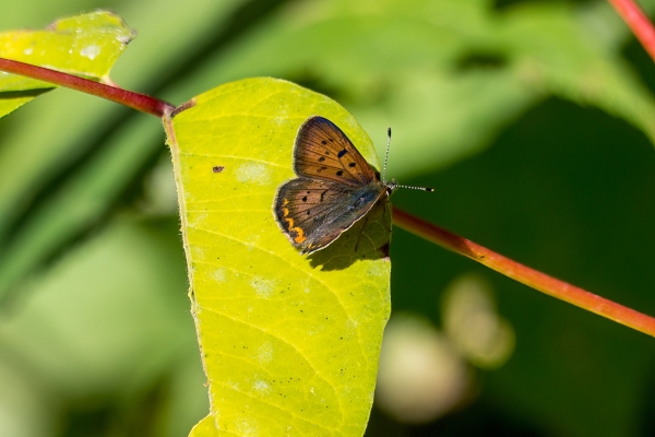 Copper, Purplish Day-04 Kamloops-Clearwater 2022-09-18 276