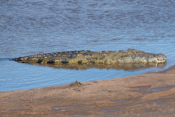 Crocodile, Nile D10 Serengeti N Nyikani 231015 083722 _01