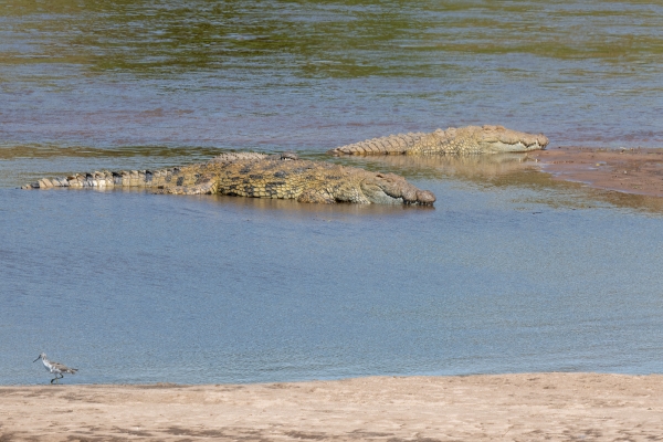 Crocodile, Nile D10 Serengeti N Nyikani 231015 100551