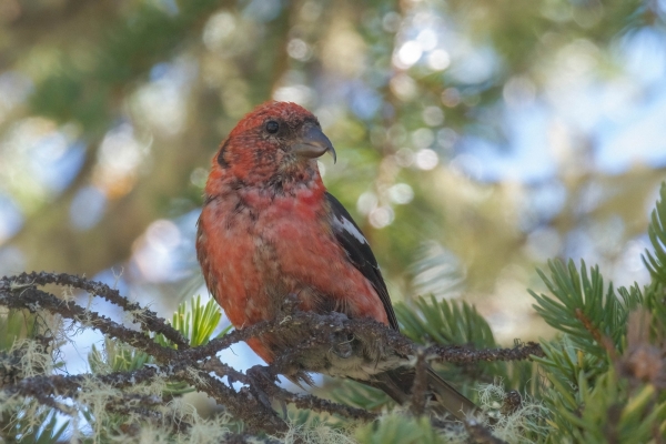 Crossbill, White-winged Day-08 Jasper Maligne 2022-09-22 103