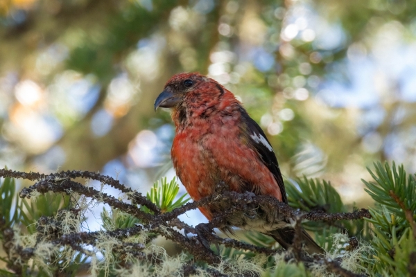 Crossbill, White-winged Day-08 Jasper Maligne 2022-09-22 107