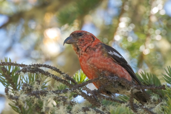 Crossbill, White-winged Day-08 Jasper Maligne 2022-09-22 129