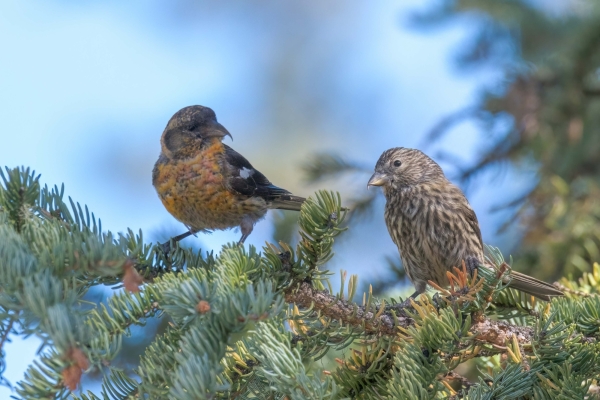 Crossbill, White-winged Day-08 Jasper Maligne 2022-09-22 146