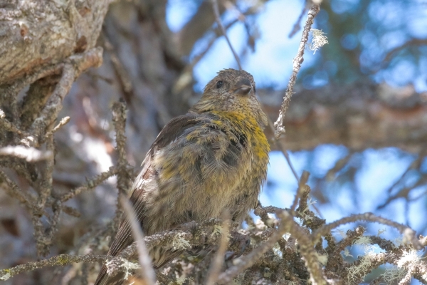 Crossbill, White-winged Day-08 Jasper Maligne 2022-09-22 77