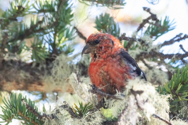 Crossbill, White-winged Day-08 Jasper Maligne 2022-09-22 92