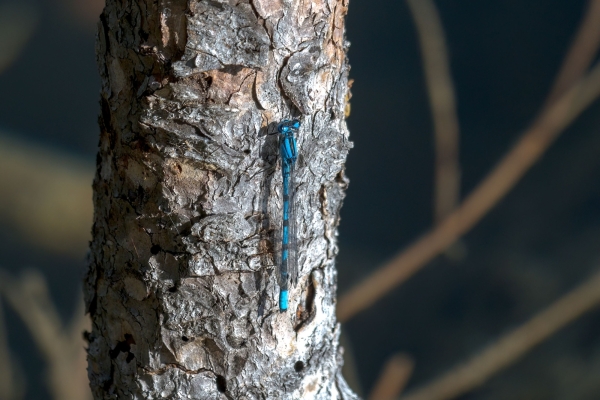 Damselfly, Bluet, Day-12 Banff Louise Minnew 2022-09-26 242 (1)