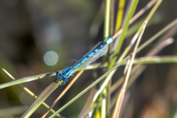 Damselfly, Bluet, Day-12 Banff Louise Minnew 2022-09-26 242 (2)