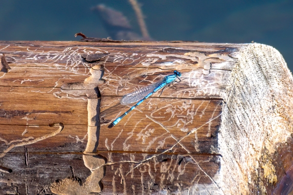 Damselfly, Bluet, Day-12 Banff Louise Minnew 2022-09-26 242 (3)