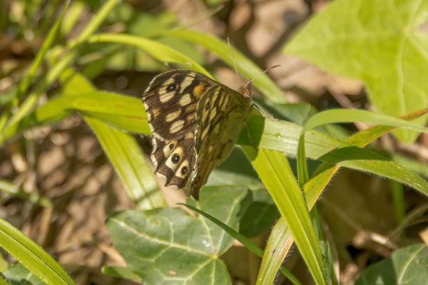 Day 03 MD Heswall 2023-05-07 - Speckled Wood (2)
