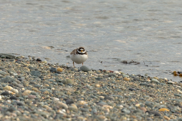 Day 05 IC Angelsea 2023-05-10 - Plover, Ringed