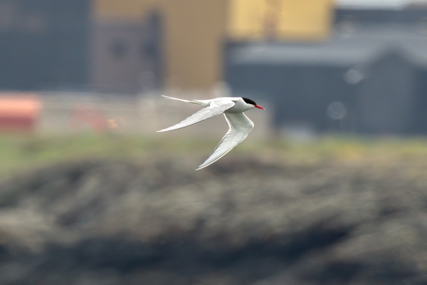 Day 05 IC Angelsea 2023-05-10 - Tern Artic (1)